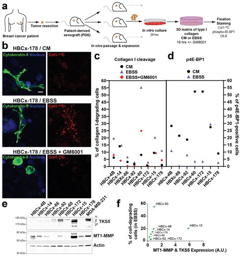 Induced Collagenolysis In Starved Tnbc Pdx Ex Vivo A Scheme Depicting