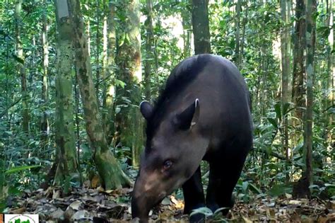 Pesquisa Mostra Que Reservas Em Manaus Protegem Mam Feros Amea Ados De