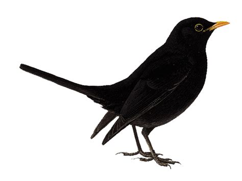 Flying Blackbird PNG Imagen De Alta Calidad PNG All