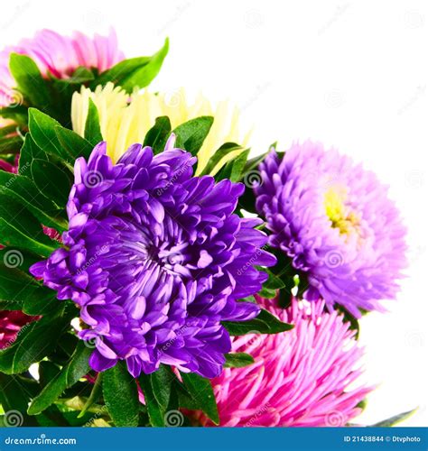 Bouquet of asters stock photo. Image of flora, arrangement - 21438844