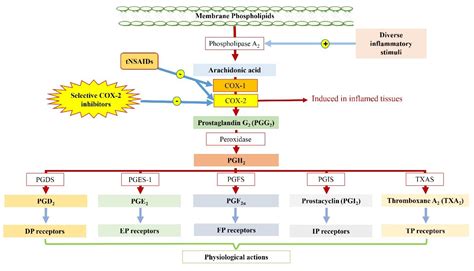 Selective COX-2 Inhibitors: Road from Success to Controversy and the