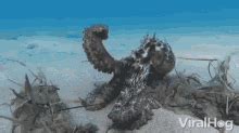 Octopus Camouflage Gif GIFs | Tenor