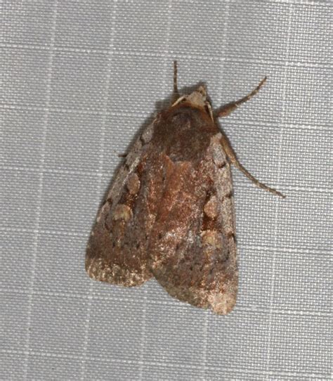 Northern Variable Dart From Pabos Mills Plage Bourg De Pabos On August