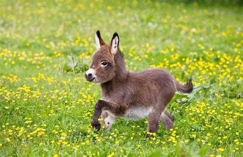 This miniature donkey : r/aww