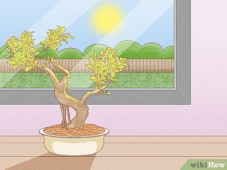 How To Care For Tiger Bark Ficus Bonsai Tree Steps