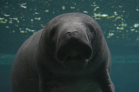 Manatee Photos, Download The BEST Free Manatee Stock Photos & HD Images