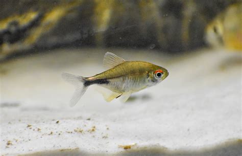 pretty tetra hemigrammus pulcher zoochat