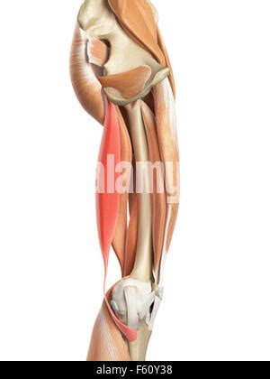 Semitendinosus Muscle Illustration Stock Photo Alamy