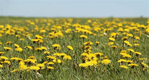 Wild Berry & Foraging, Wild Flowers, Herbs, and Useful Plants Near La Veta With Bob Kenner ...