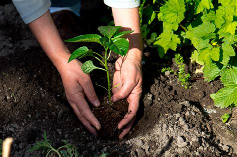 Historia regulación y métodos de la agricultura orgánica El blog de