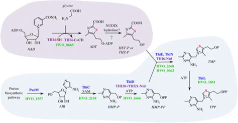 The pathway for de novo biosynthesis of thiamine in the archaeon ...