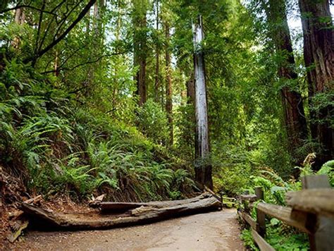 Sequoias to Redwoods: In Search of the Tallest Trees in the U.S.