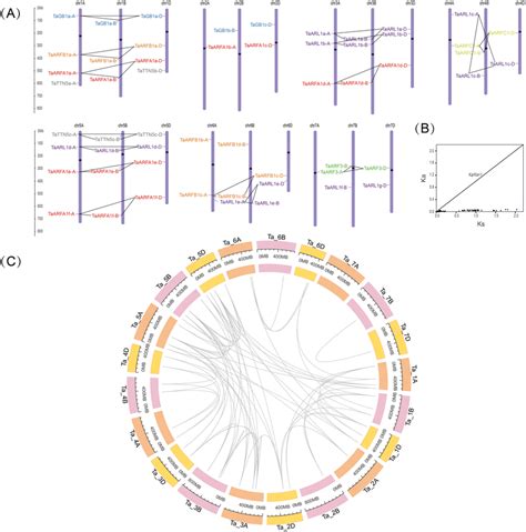 Chromosomal Locations And Gene Duplication Events In Taarfs A