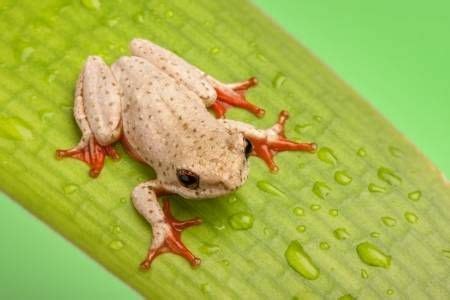 Braun Laubfrosch Sitzt Auf Einem Blatt Mit Roten Klebrigen F E