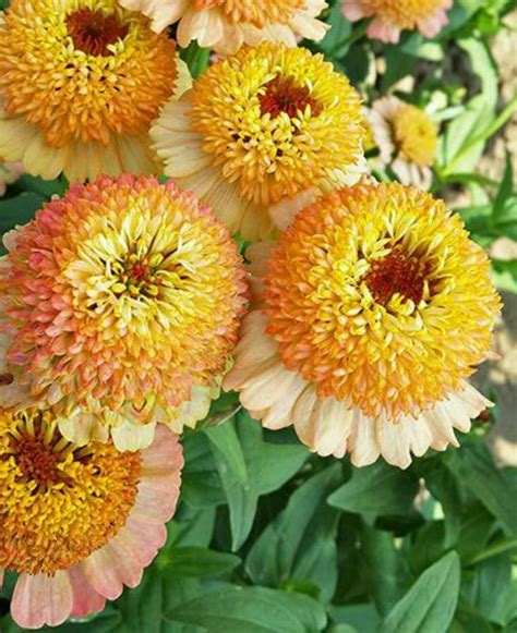 Common zinnia 'Zinderella Peach' (Zinnia elegans 'Zinderella Peach ...