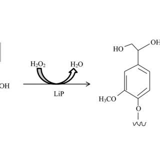 Mechanism Of Action Of Lignin Peroxidase As Cosmetic Lightening Agent