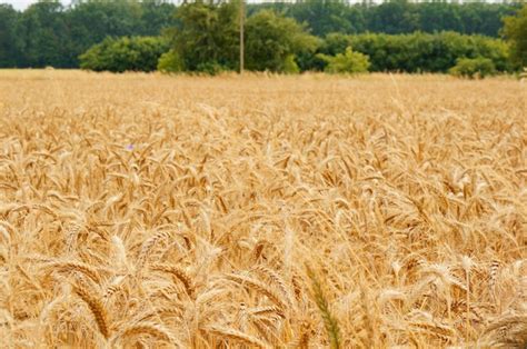 Free Photo Vast Wheat Field With Harvest During Daytime