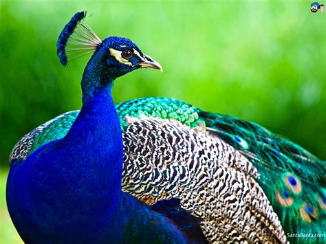 Super Fun Facts About Peacock S My Favorite Thing About Peacocks