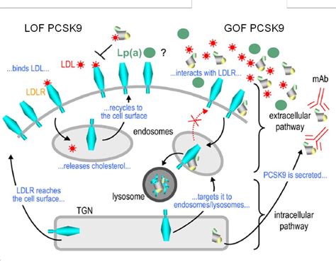 Analysis of Lipoprotein(a) Receptors: Roles in Catabolism and ...