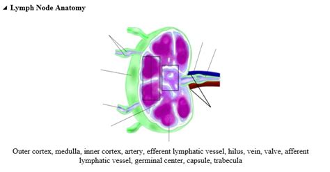 SOLVED: Lymph Node Anatomy Outer cortex, medulla, inner cortex, artery, efferent lymphatic ...