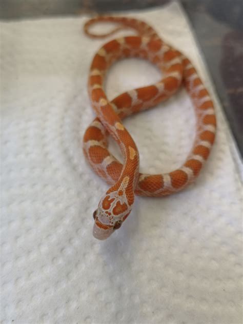 Fire Corn Snake