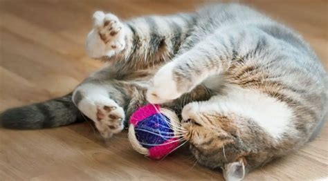 The Best Catnip Toys – Exqeo