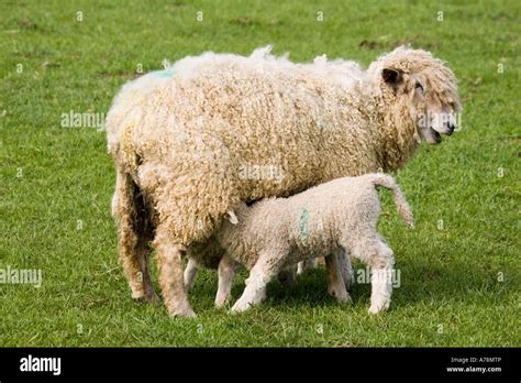 Cotswold sheep ewe with young lamb suckling Rare Breed Trust Cotswold ...