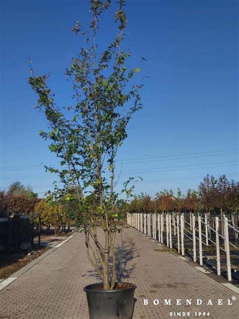 De Top Van Mooiste Bomen Voor Een Moderne Tuin Bomendael