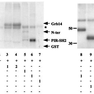 Pkc Phosphorylates Grb In Vitro Phosphorylation Assays Were