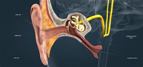 Eustachian Tube Pharynx