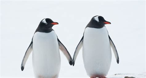 Adorable Gentoo Penguin Facts: Discover the Charismatic Antarctic Waddlers