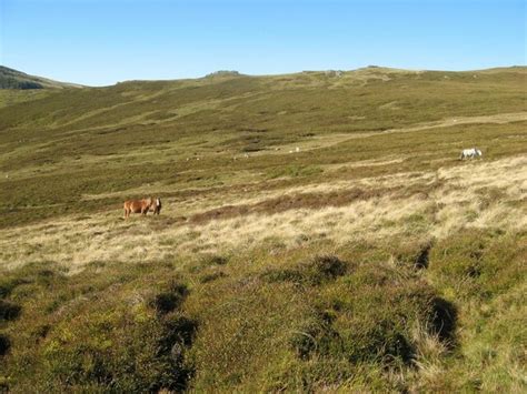 Moorland With Ponies Jonathan Wilkins Cc By Sa Geograph