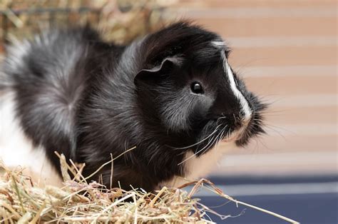 Retrato De Pequeno Porquinho Da índia Preto E Branco Foto Premium