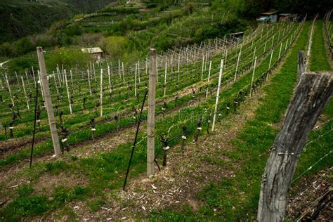 Landscape of Vineyard in Italy. Spring Landscape with Green Vineyards. Italian Landscape with ...