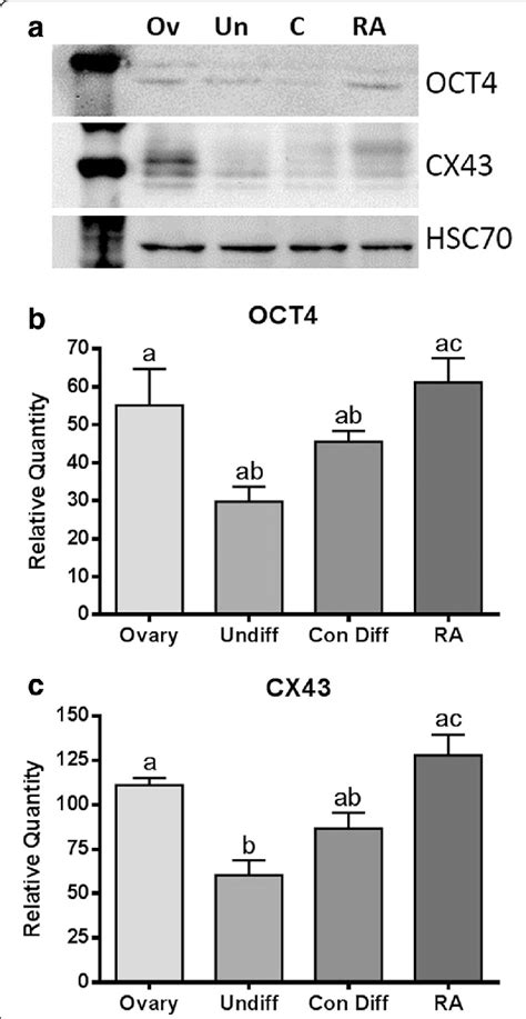 Western Blot Analysis Of The Protein Expression Levels In Download Scientific Diagram