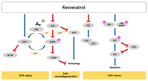 Mechanisms Of Aging And The Preventive Effects Of Resveratrol On Age