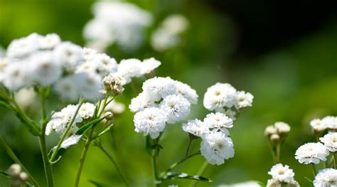 20 plantas diferentes con flores diminutas para tu jardín