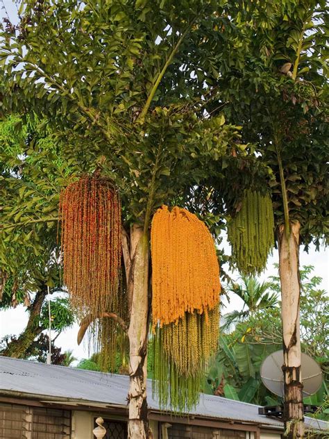 Fishtail Palms Caryota Gigas Fishtail Palm Planting Flowers Cool