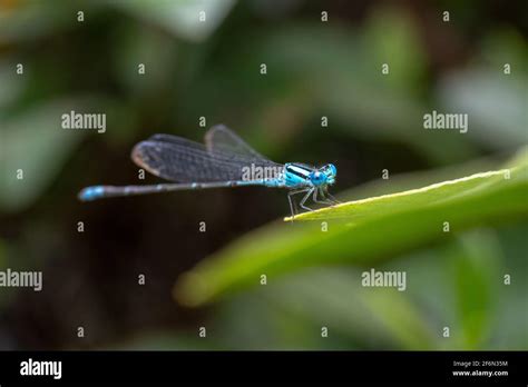 Side view of a blue damselfly with patterned wings Stock Photo - Alamy