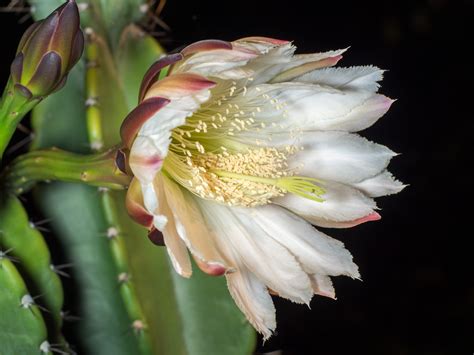 Cactus Flowers That Only Bloom At Night At Richard Gaines Blog