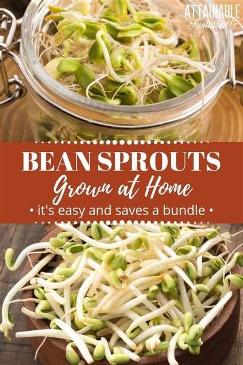 Growing Sprouts At Home Is Easy To Do Its A Great Way To Have Some