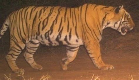 Ranthambores Tiger T 113 Shifted To Sariska Tiger Reserve In Rajasthan