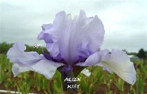 Photo Of The Bloom Of Tall Bearded Iris Iris Alien Mist Posted By