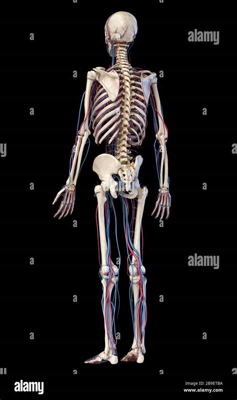 Esqueleto Humano Vista Posterior Fotograf As E Im Genes De Alta