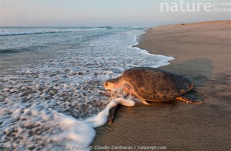 Stock Photo Of Olive Ridley Turtle Lepidochelys Olivacea Returning To