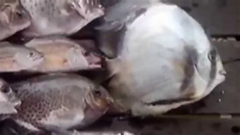 Ikan Gebel Kuping Gajah Youtube