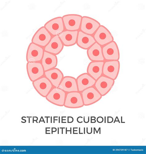 Stratified Cuboidal Epithelium Cell Vector Background Illustration ...