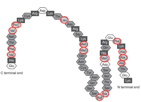 The diagram shows the amino acids in a polypeptide.An enzyme catalyses th..