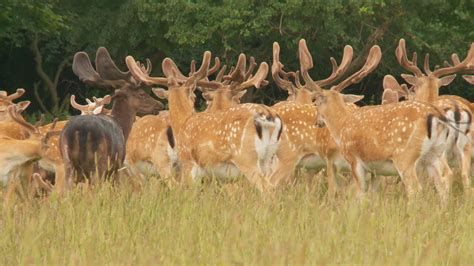 fallow deer 1276189 Stock Video at Vecteezy