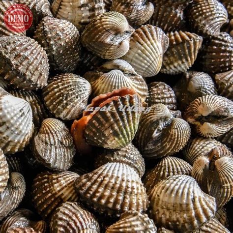 Jual Kerang Dara Kerang Darah Hidup Seafood Fresh Kualitas GARANSI